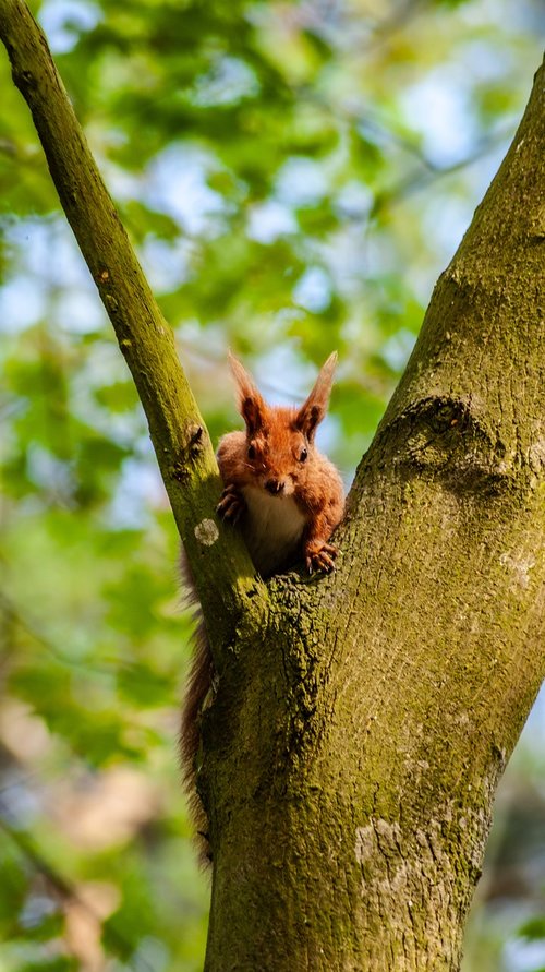 the squirrel  tree  nature