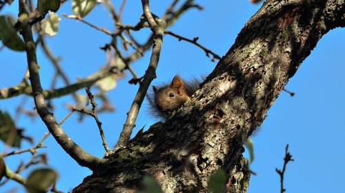 the squirrel  tree  hidden