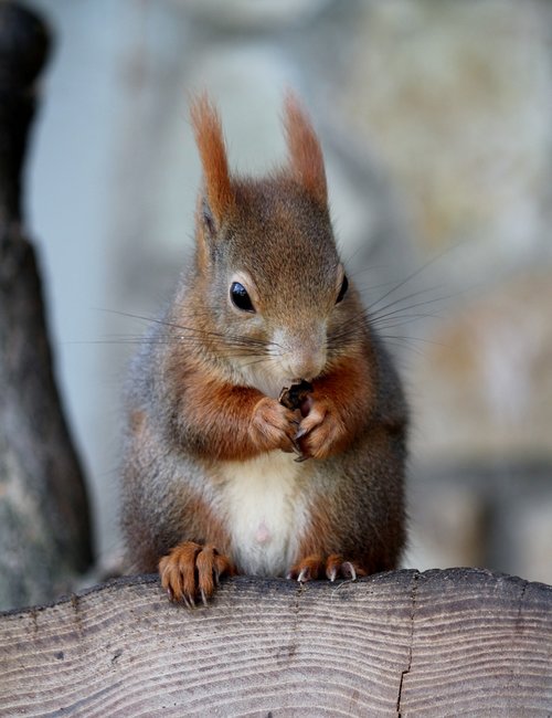 the squirrel  nut  food