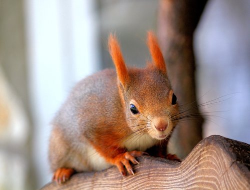 the squirrel  mammal  rodent