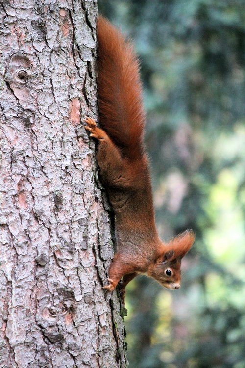 the squirrel  animal  tree