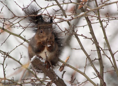 the squirrel  winter  snow