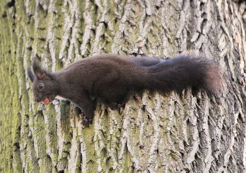 the squirrel  rodent  tree