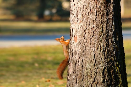 the squirrel  redheaded  animal