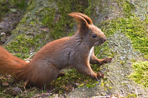 the squirrel  spring  nature