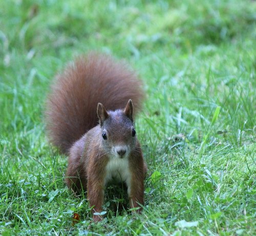 the squirrel  wild  curious