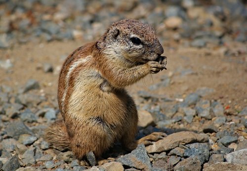 the squirrel  called cape  rodent