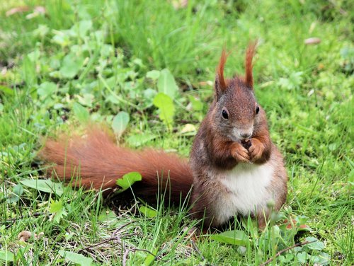 the squirrel  rodent  rusty