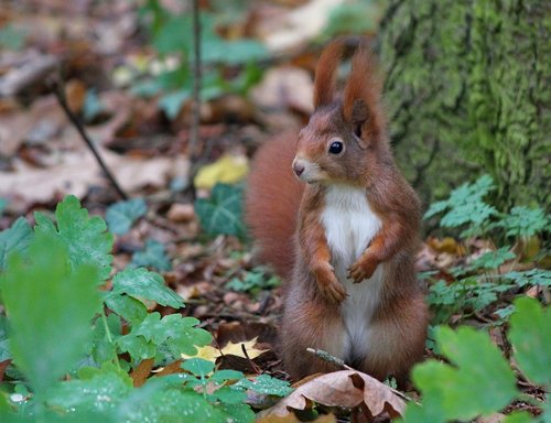 the squirrel  rusty  standing