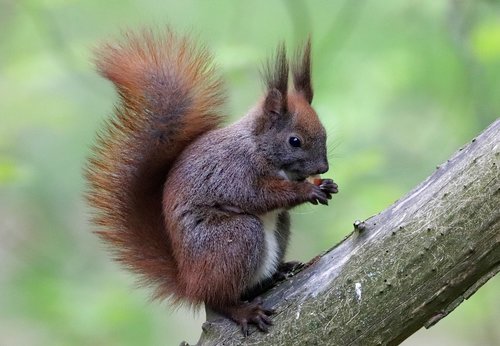 the squirrel  sitting  branch