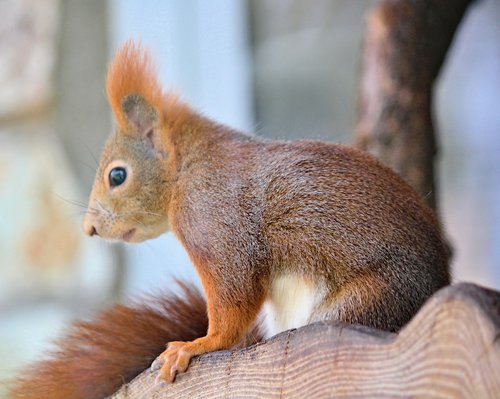 the squirrel  cub  sitting