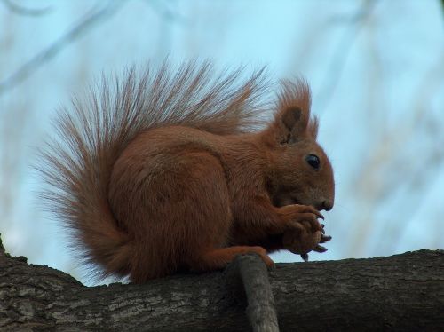 the squirrel tree walnut
