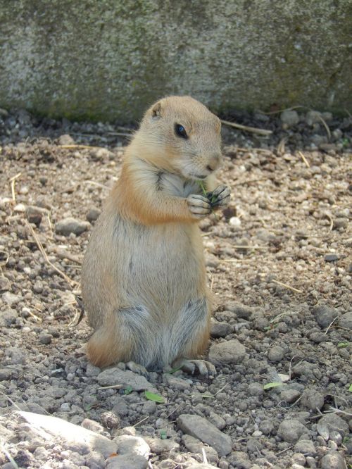 the squirrel rodent animal