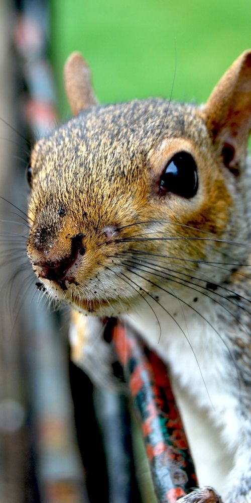 the squirrel animal park