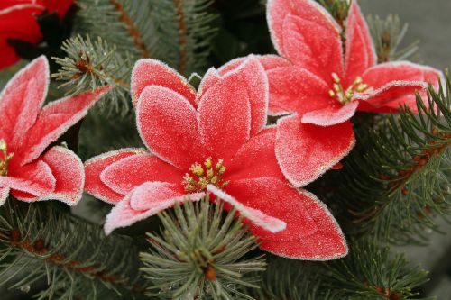 the star of bethlehem flower christmas