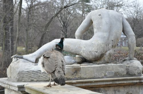 the statue peacock curiosity