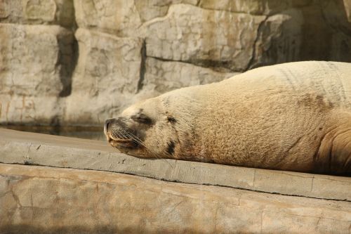 the steller sea lion summer zoo
