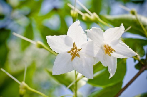 the storax tree flowers nature