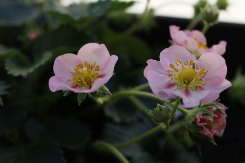 the strawberry patch flower plants