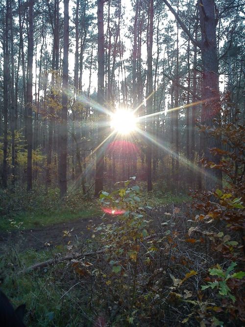 the sun forest tree