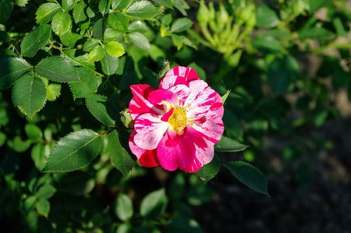 the sun  rose  plant