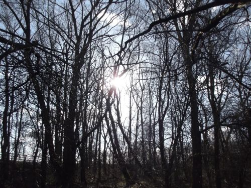 The Sun Through The Trees