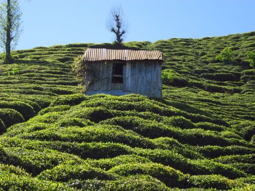 the tea plantations hut rize