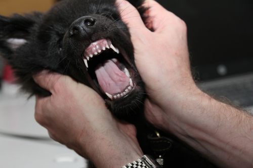 the teeth of the puppy dog
