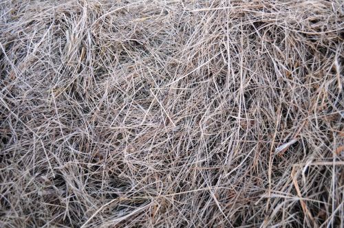 The Texture Of The Hay