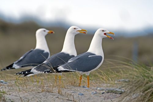 the three graces herring gulls gulls