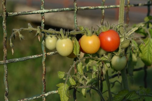 the tomato  tomato  mature