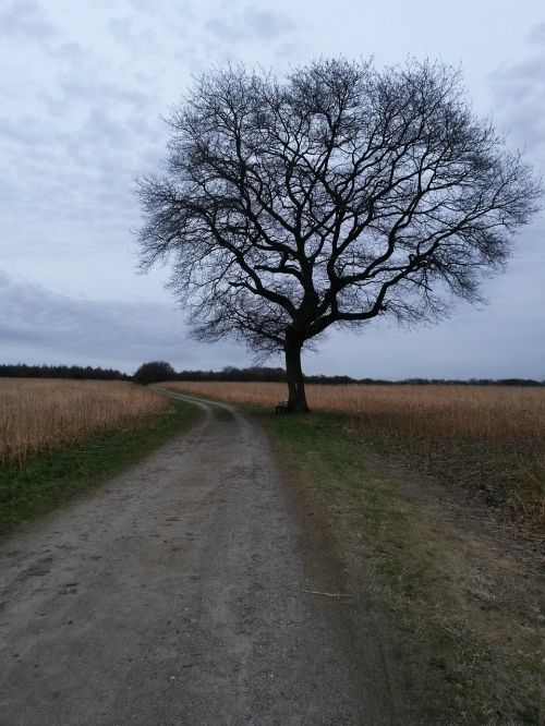 the tree landscape nature