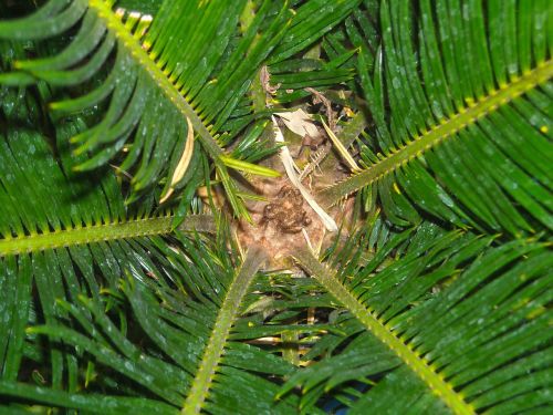 the tree leaf palm