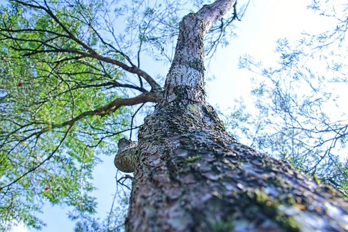 the tree  forest  nature