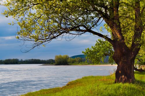 The Tree On The Bank