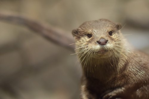 the tree otter  otter  animal