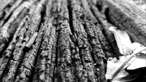 the trunk bark wooden