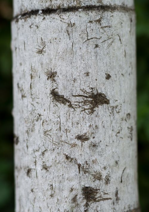 the trunk of the tree the stem texture the tree