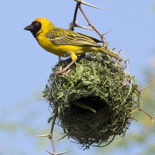 the upper bird yellow yellow bird