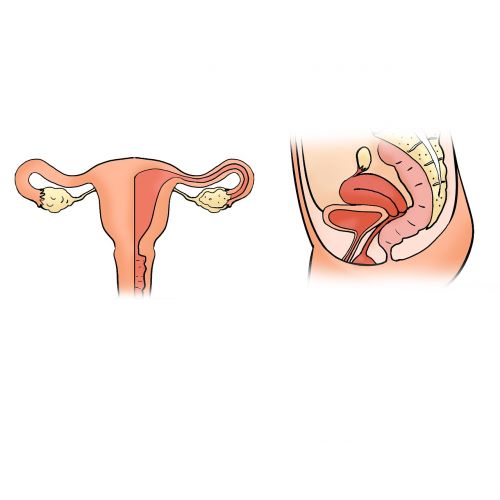 the uterus uterus shape the uterus model