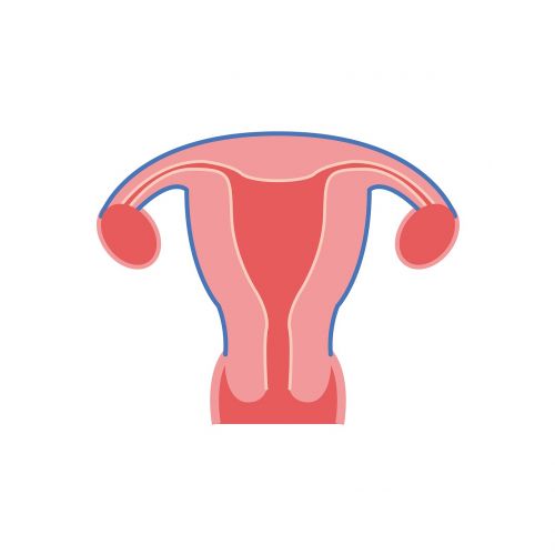 the uterus uterus shape the uterus model