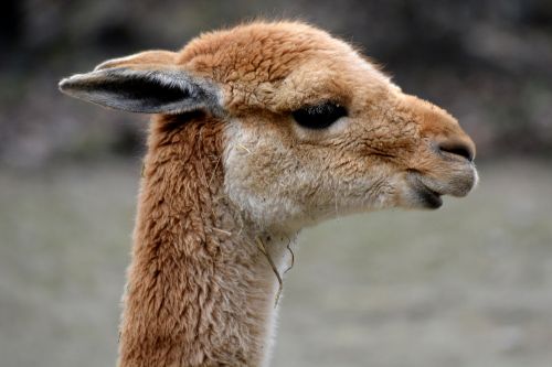the vicuña animal mammal
