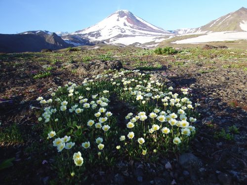 the volcano avachinsky summer flowers