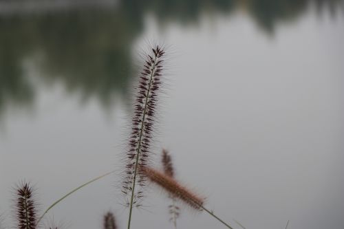 the water reed flower