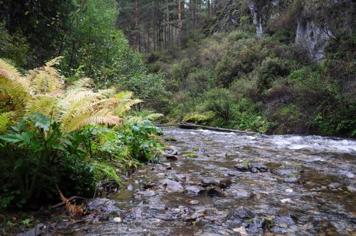 The Water Fern