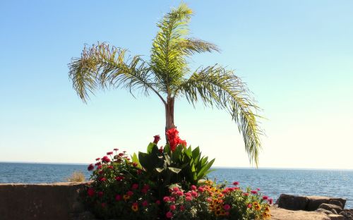 the waterfront palma flowers