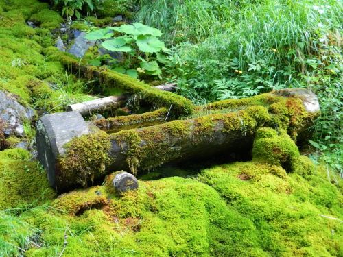 the well water moss