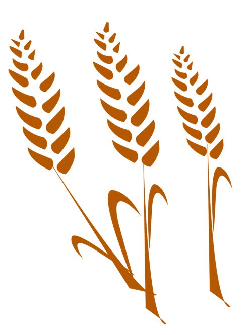 the wheat wheat silhouette drawing