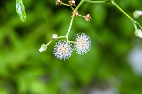 the white flowers tassels fluffy