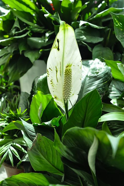 the white hand flowers plant